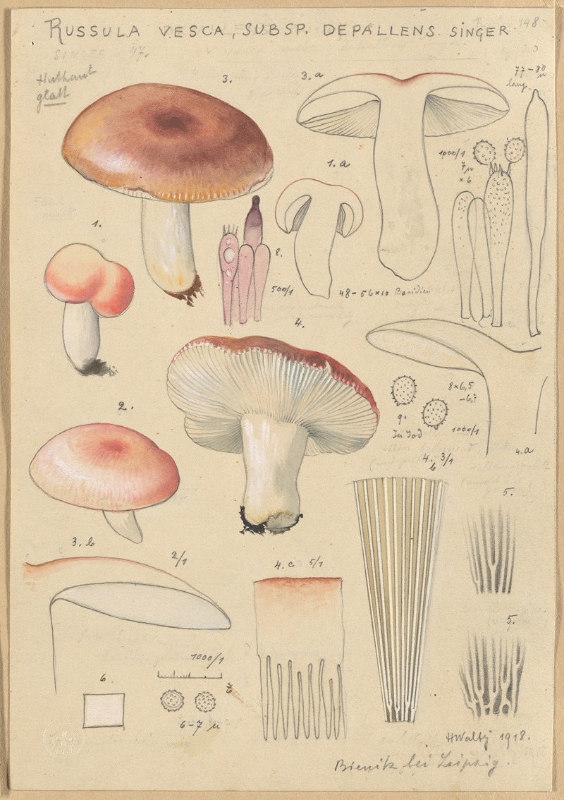 Russula vesca subsp. Depallens singer by Hans Walty, 1915-1945 — digital art print download