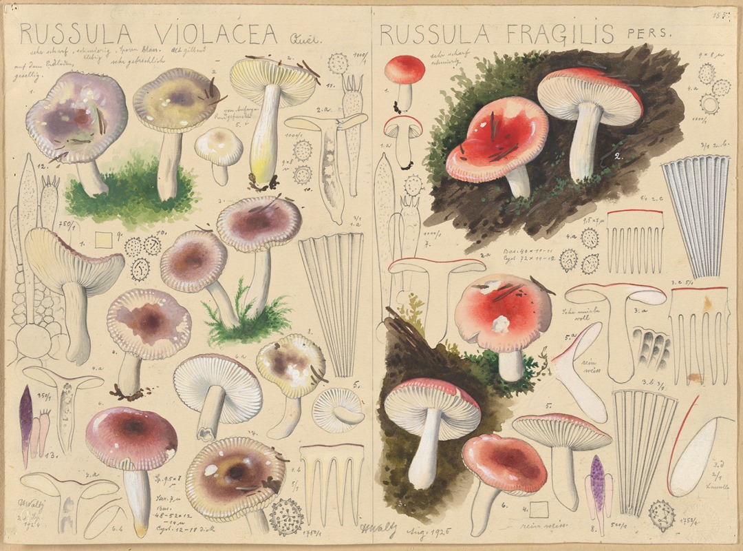 Russula violacea, Russula fragilis by Hans Walty, 1915-1945 — digital art print download