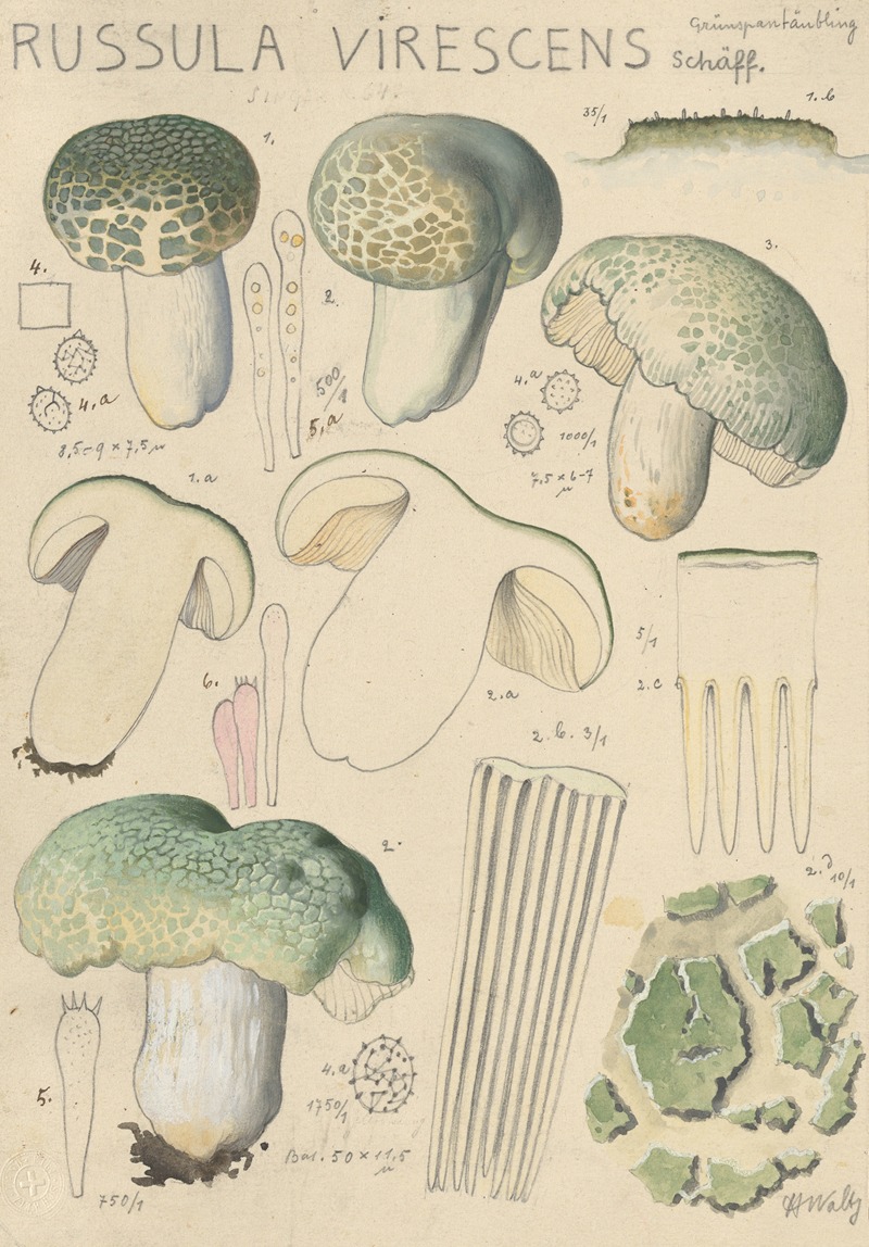 Russula virescens by Hans Walty, 1915-1945 — digital art print download