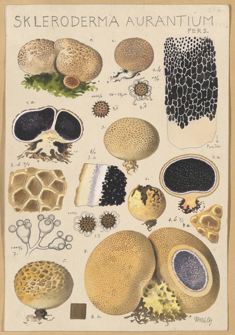 Scleroderma aurantium Pers. by Hans Walty, 1915-1945 — digital art print download