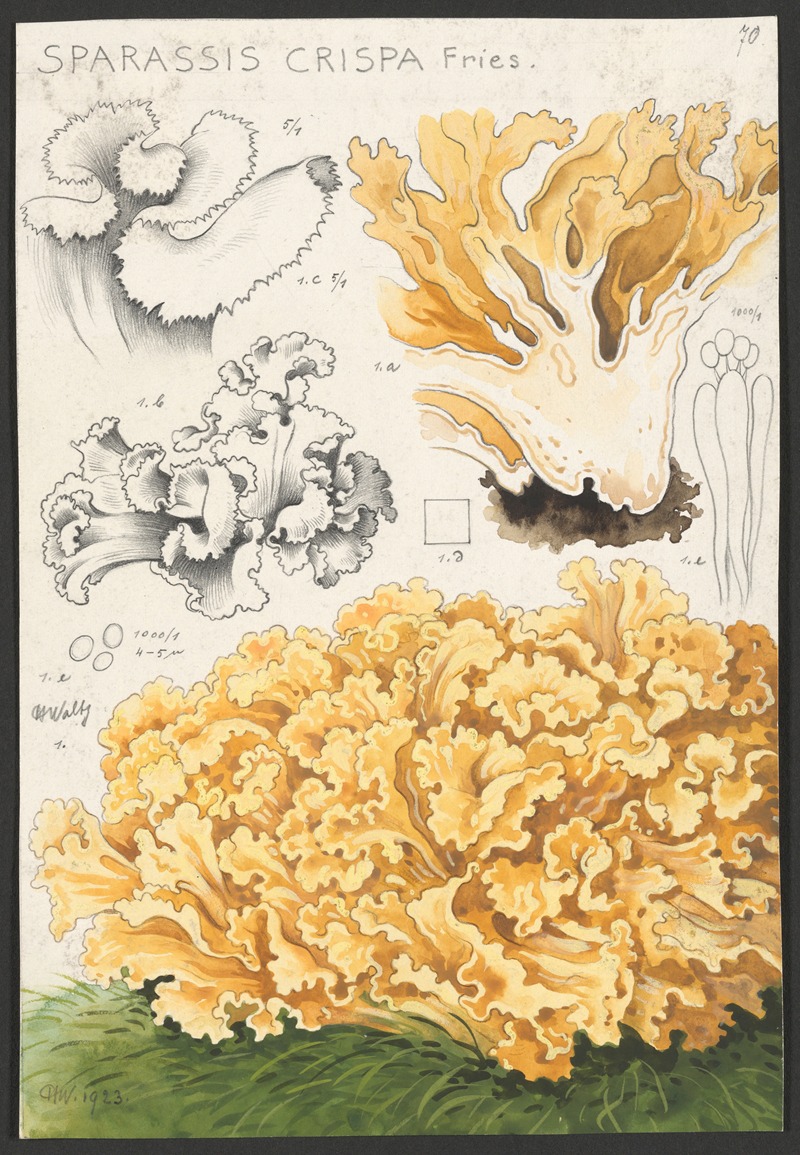 Sparassis crispa Fries. by Hans Walty, 1915-1945 — digital art print download