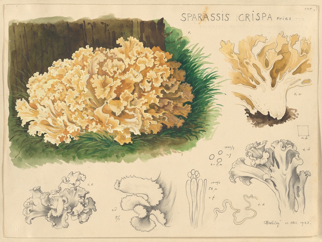 Sparassis crispa Fries by Hans Walty, 1915-1945 — digital art print download