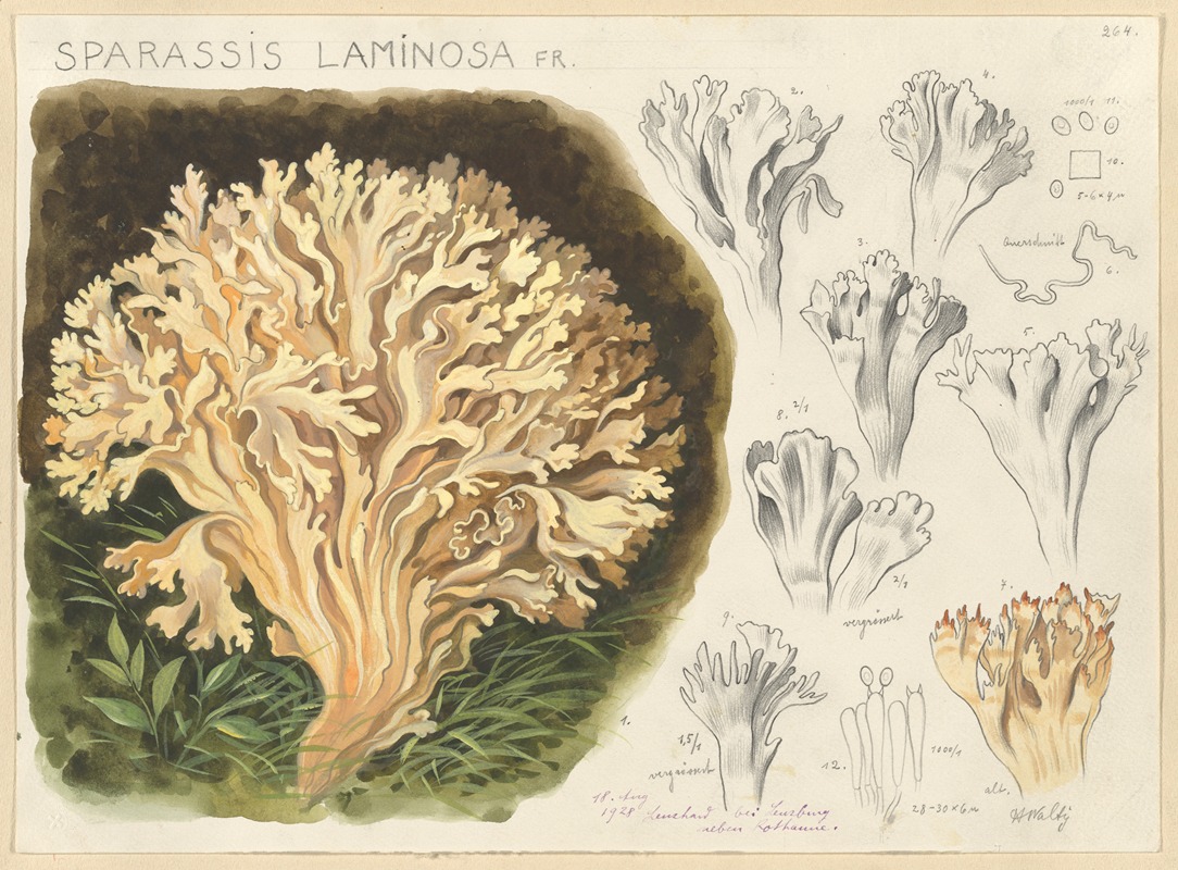 Sparassis laminosa Fr. by Hans Walty, 1915-1945 — digital art print download