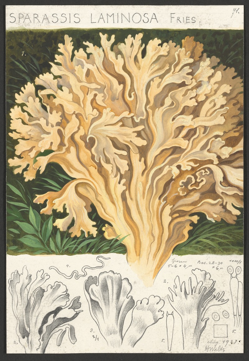Sparassis laminosa Fries. — Hans Walty
