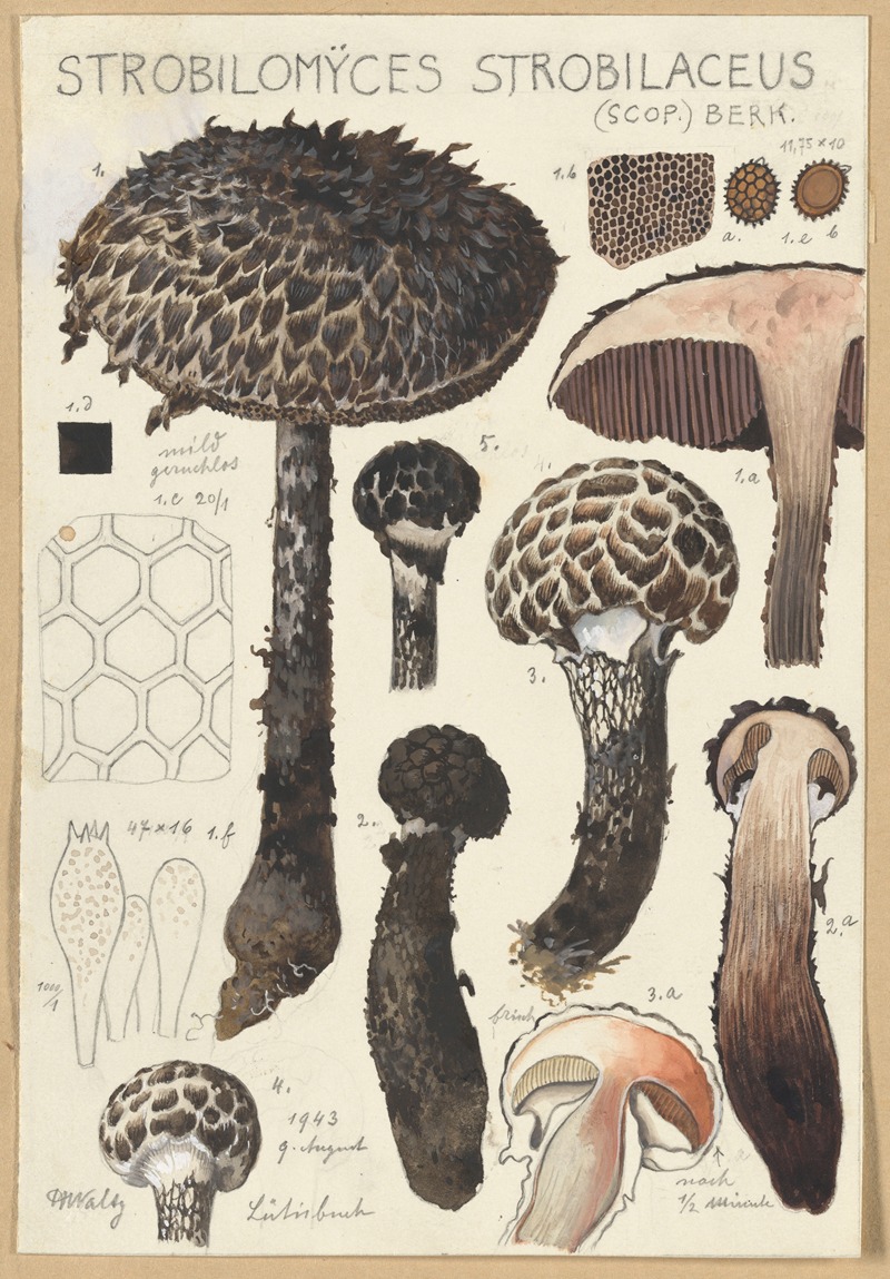 Strobilomyces strobilaceus (Scop.) Berk. by Hans Walty, 1915-1945 — digital art print download