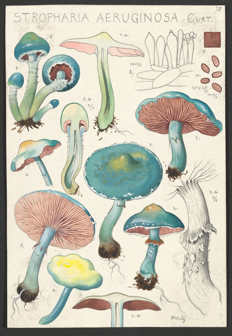Stropharia aeruginosa Curt. — Hans Walty