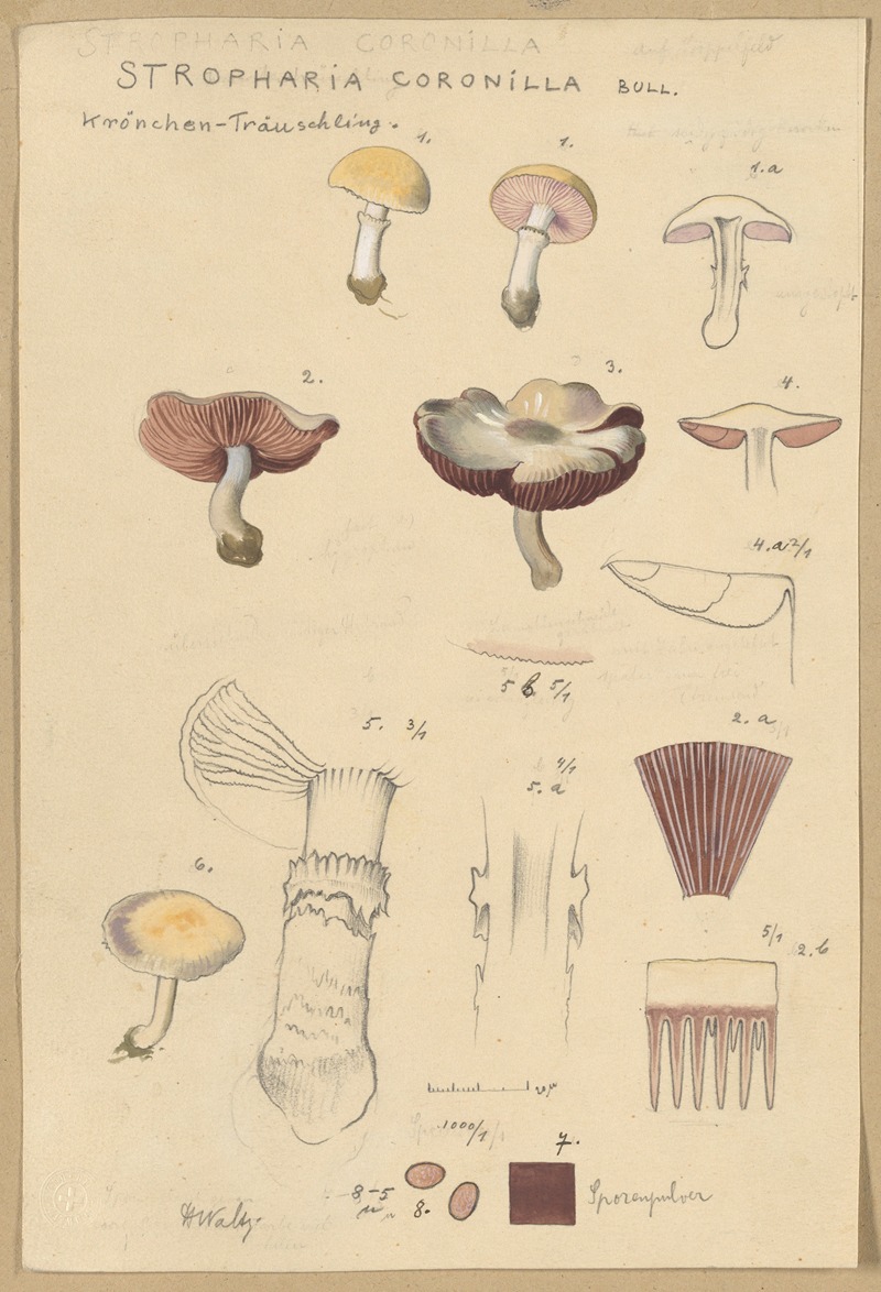 Stropharia coronilla Bull. by Hans Walty, 1915-1945 — digital art print download