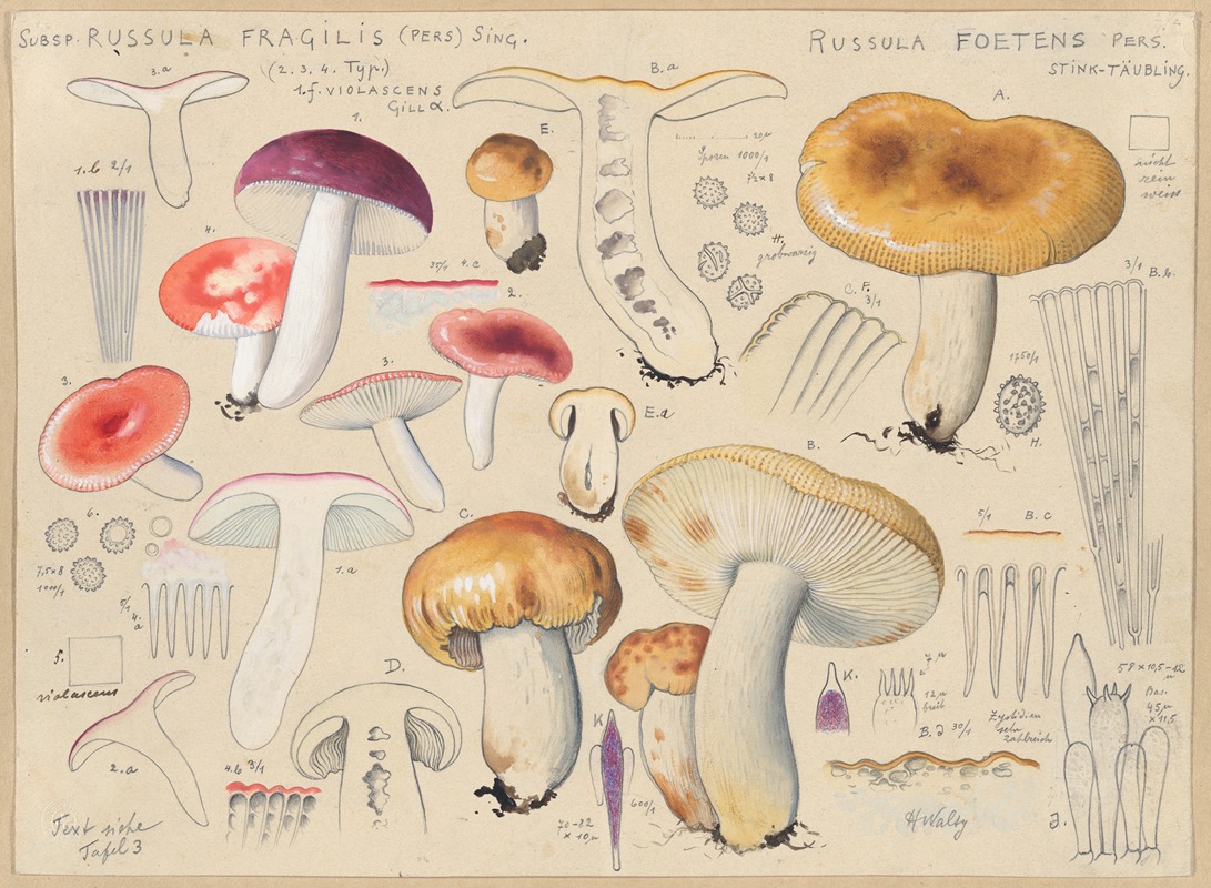 Subsp. russula fragilis (Pers.) Sing., Russula foetens Pers. — Hans Walty