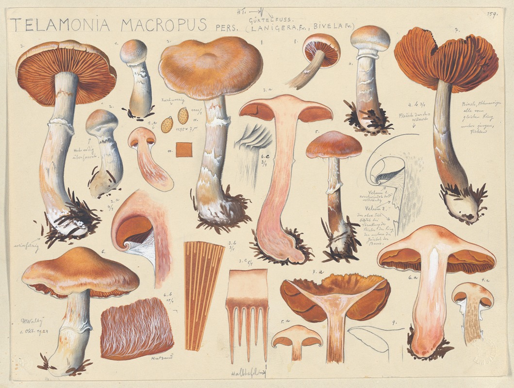 Telamonia macropus Pers. by Hans Walty, 1915-1945 — digital art print download