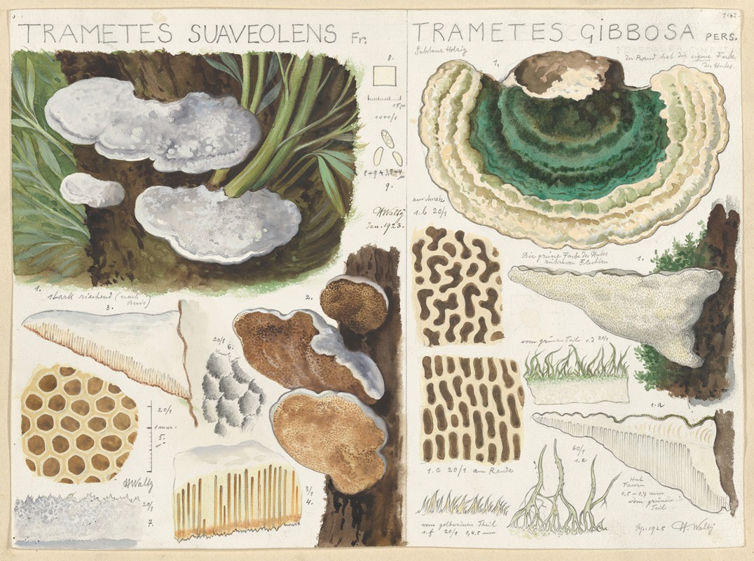 Trametes suaveolens by Hans Walty, 1915-1945 — digital art print download