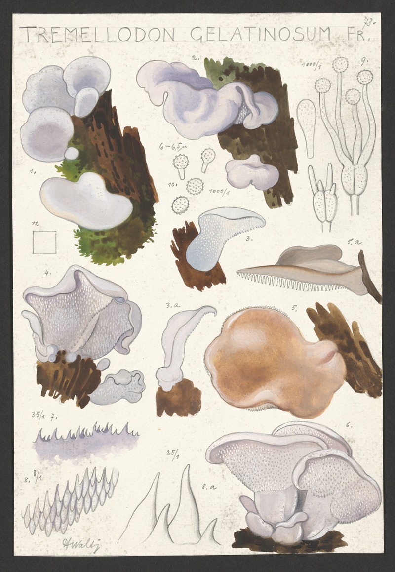 Tremellodon gelatinosum Fr. — Hans Walty