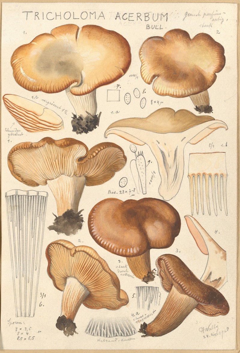 Tricholoma acerbum by Hans Walty, 1915-1945 — digital art print download