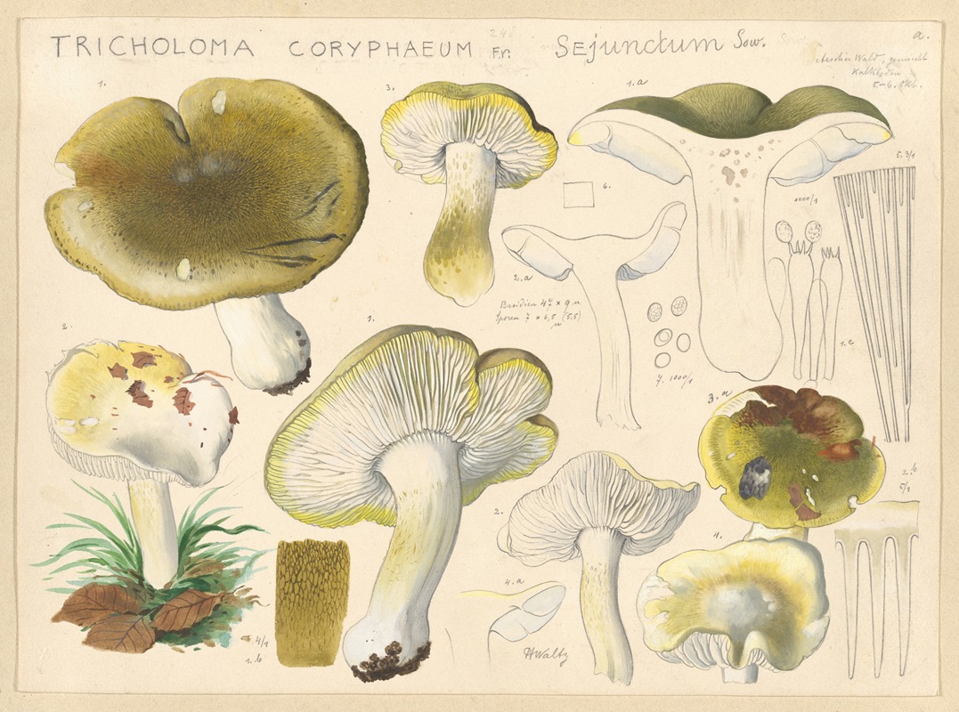 Tricholoma coryphaeum Fr. sejunctum Sow. — Hans Walty