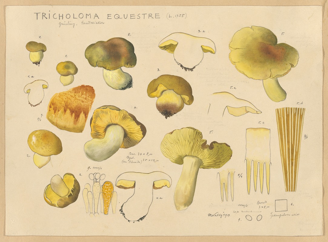 Tricholoma equestre (L. 1735) — Hans Walty
