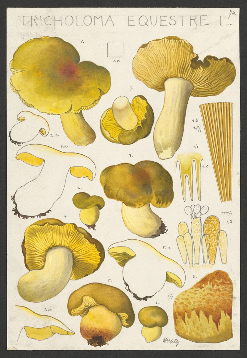 Tricholoma equestre L. by Hans Walty, 1915-1945 — digital art print download