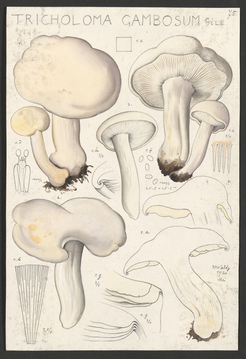 Tricholoma gambosum Gill. — Hans Walty