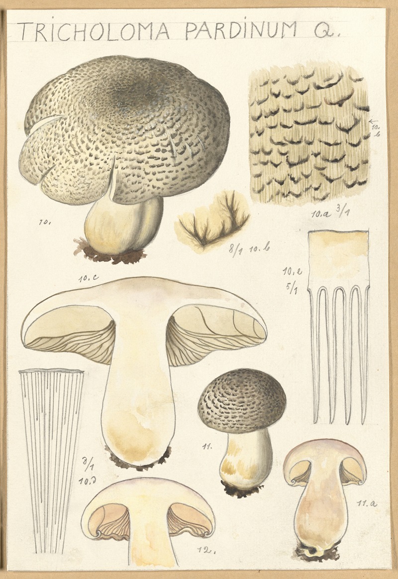 Tricholoma pardinum Q by Hans Walty, 1915-1945 — digital art print download