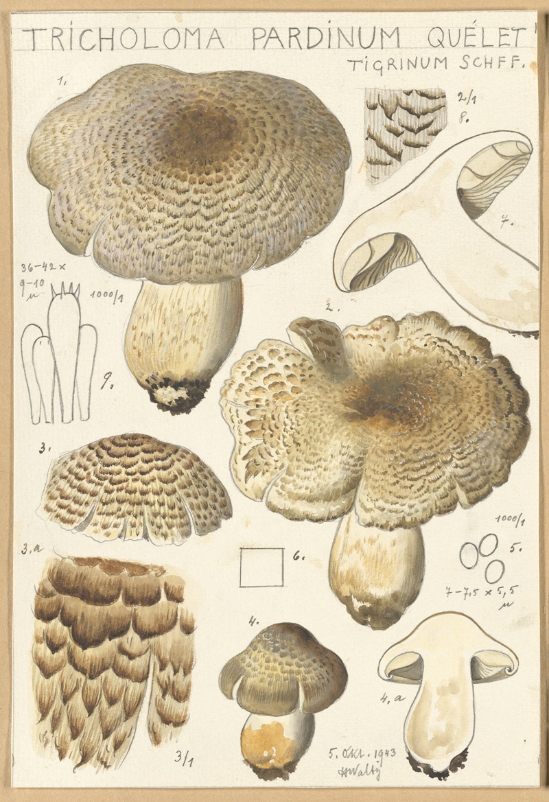 Tricholoma pardinum quelet by Hans Walty, 1915-1945 — digital art print download