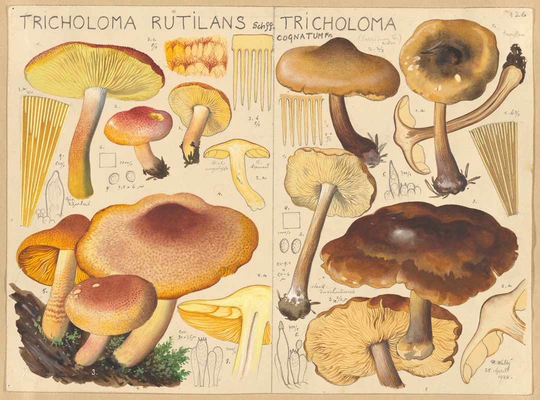 Tricholoma rutilans, Tricholoma cognatum — Hans Walty
