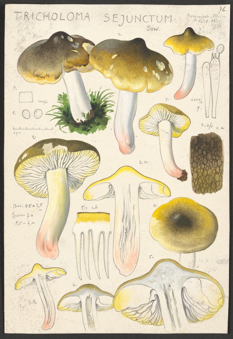 Tricholoma sejunctum Sow. by Hans Walty, 1915-1945 — digital art print download