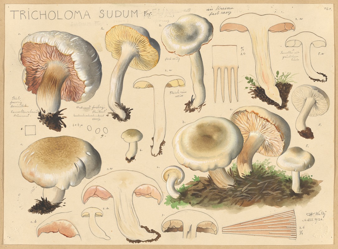 Tricholoma sudum Fr. by Hans Walty, 1915-1945 — digital art print download