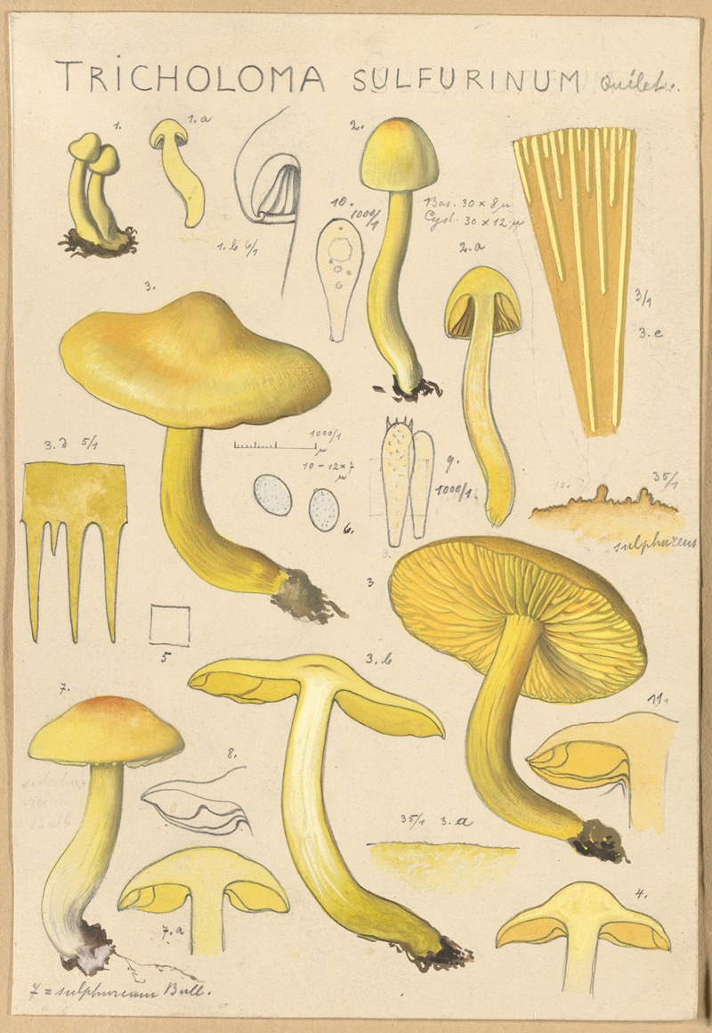 Tricholoma sulfurinum by Hans Walty, 1915-1945 — digital art print download
