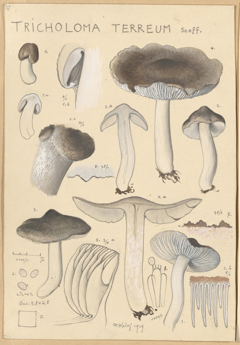 Tricholoma terreum by Hans Walty, 1915-1945 — digital art print download