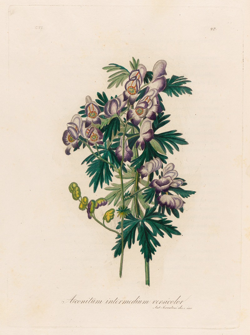 Aconitum intermedium versicolor by Gaetano Savi, 1818-1824 — digital art print download