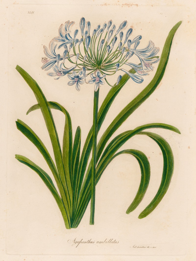 Agapanthus umbellatus — Gaetano Savi