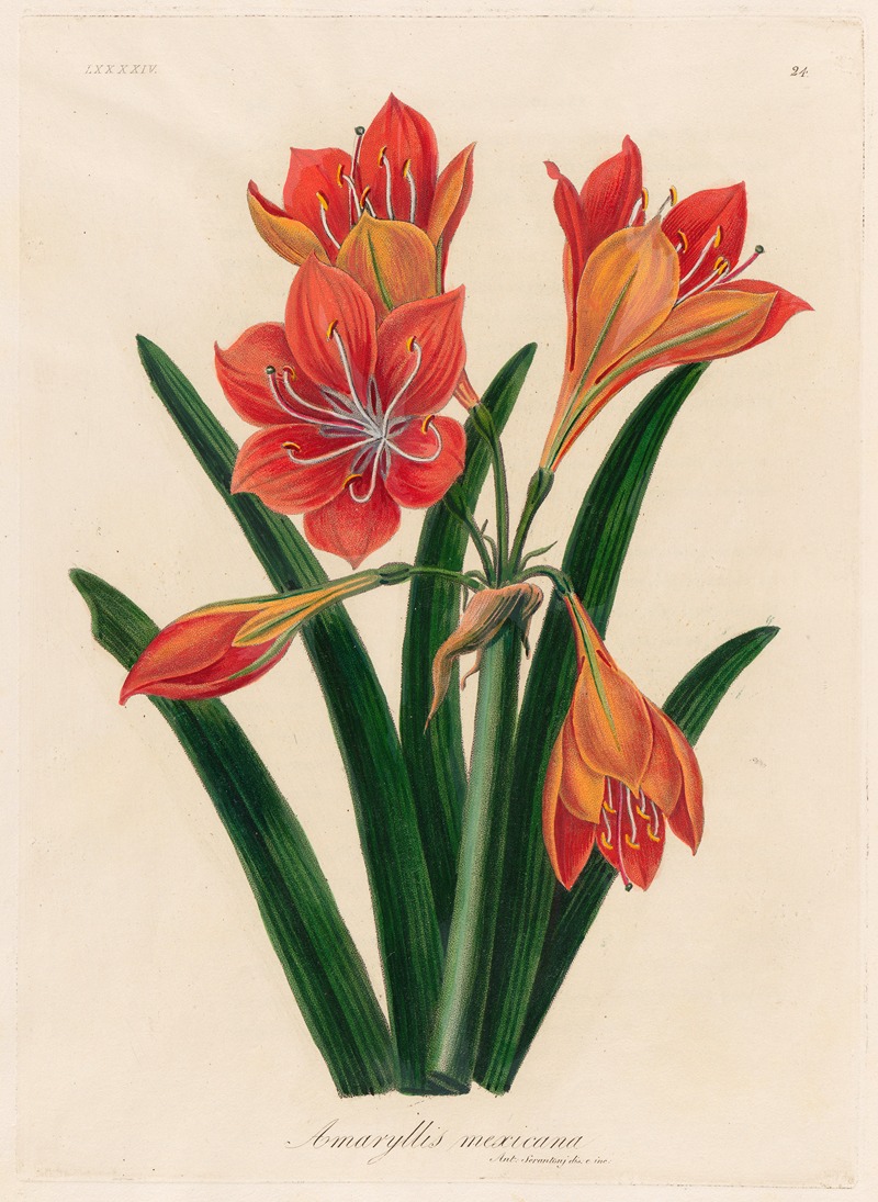 Amaryllis mexicana by Gaetano Savi, 1818-1824 — digital art print download