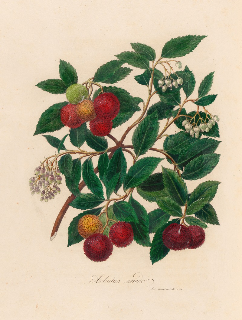 Arbutus unedo by Gaetano Savi, 1818-1824 — digital art print download