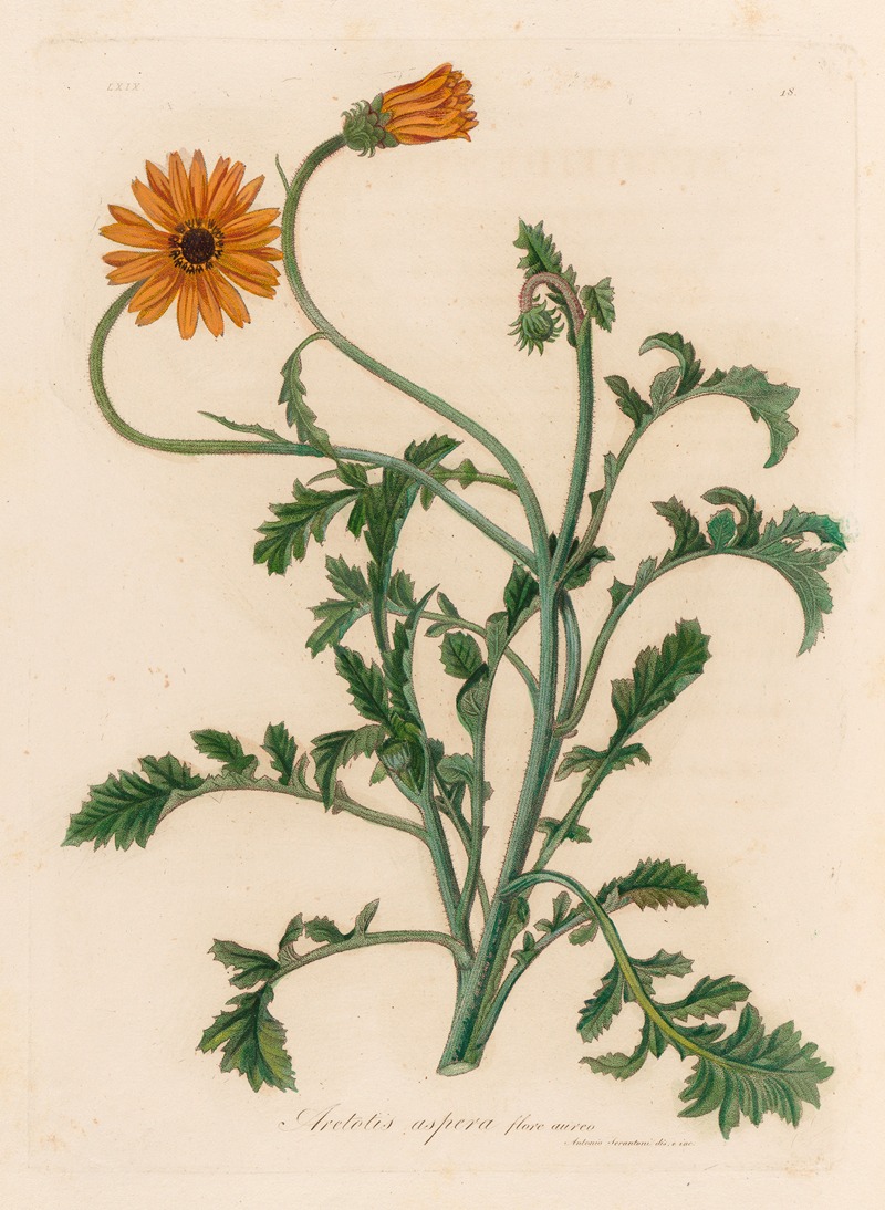 Aretotis aspera flore aureo by Gaetano Savi, 1818-1824 — digital art print download