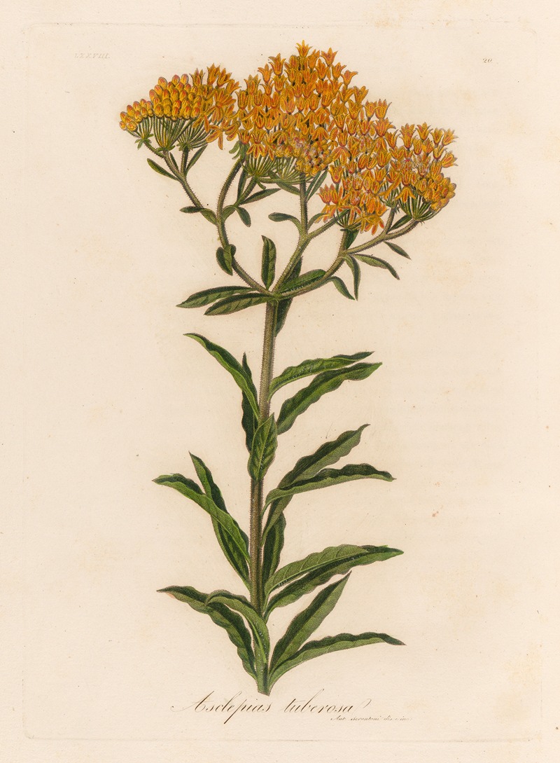 Asclepias tuberosa by Gaetano Savi, 1818-1824 — digital art print download