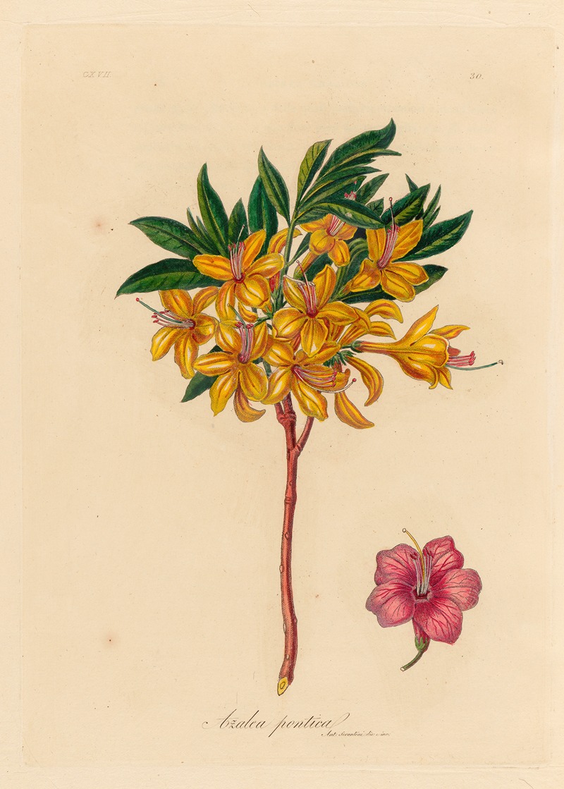 Azalea pontica by Gaetano Savi, 1818-1824 — digital art print download