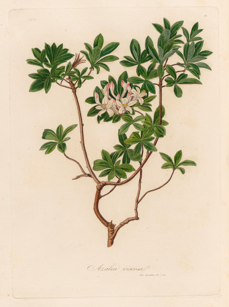 Azalea viscosa by Gaetano Savi, 1818-1824 — digital art print download