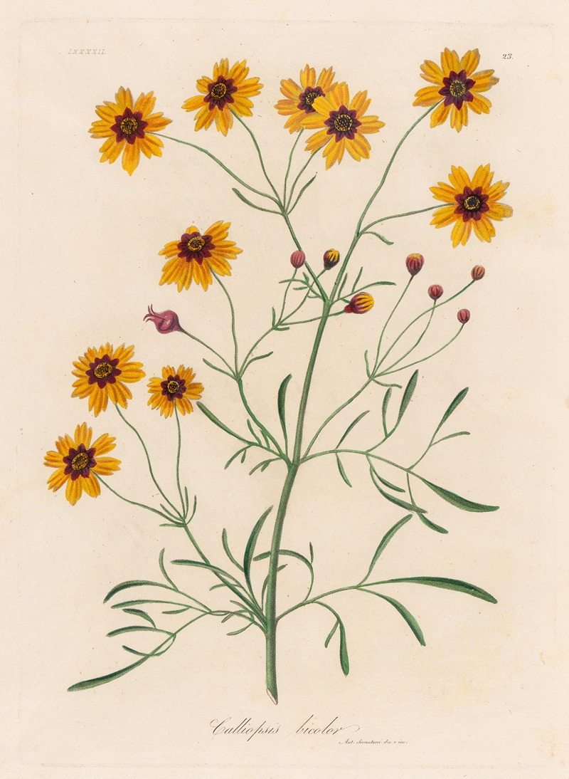 Calliopsis bicolor by Gaetano Savi, 1818-1824 — digital art print download
