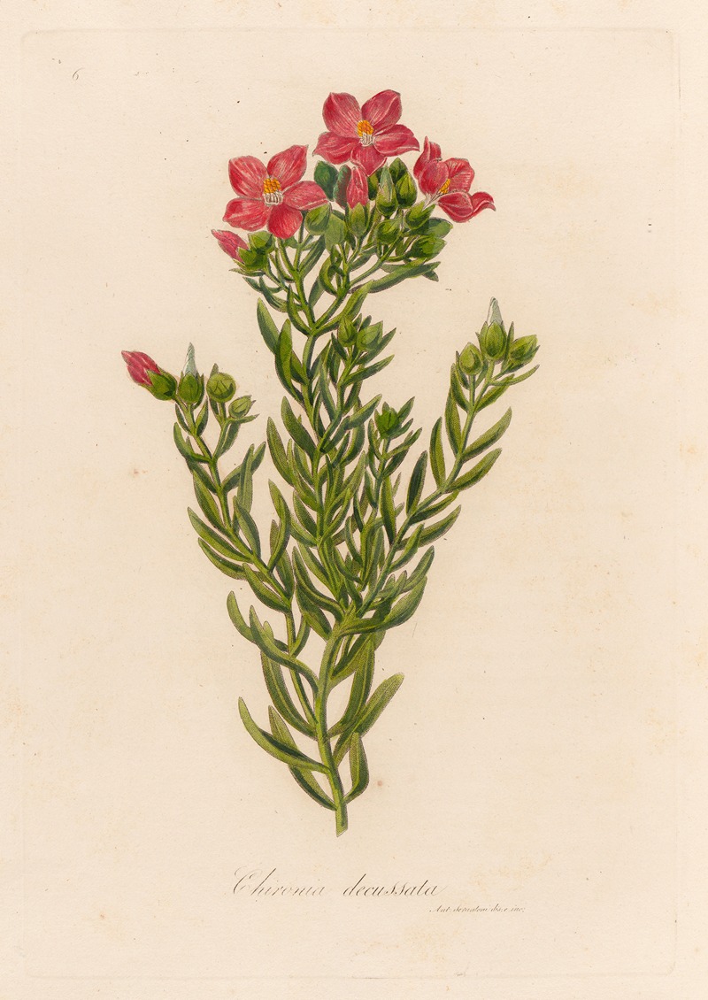 Chironia decussata by Gaetano Savi, 1818-1824 — digital art print download