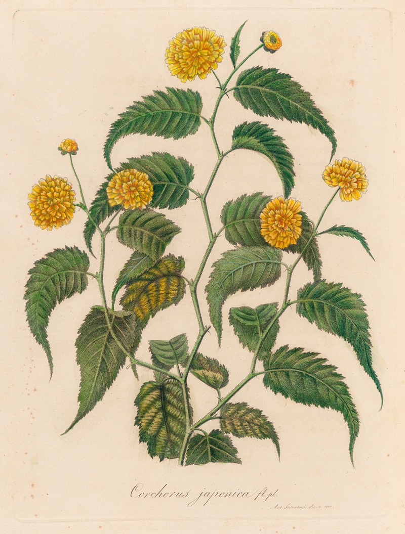 Corchorus japonica by Gaetano Savi, 1818-1824 — digital art print download