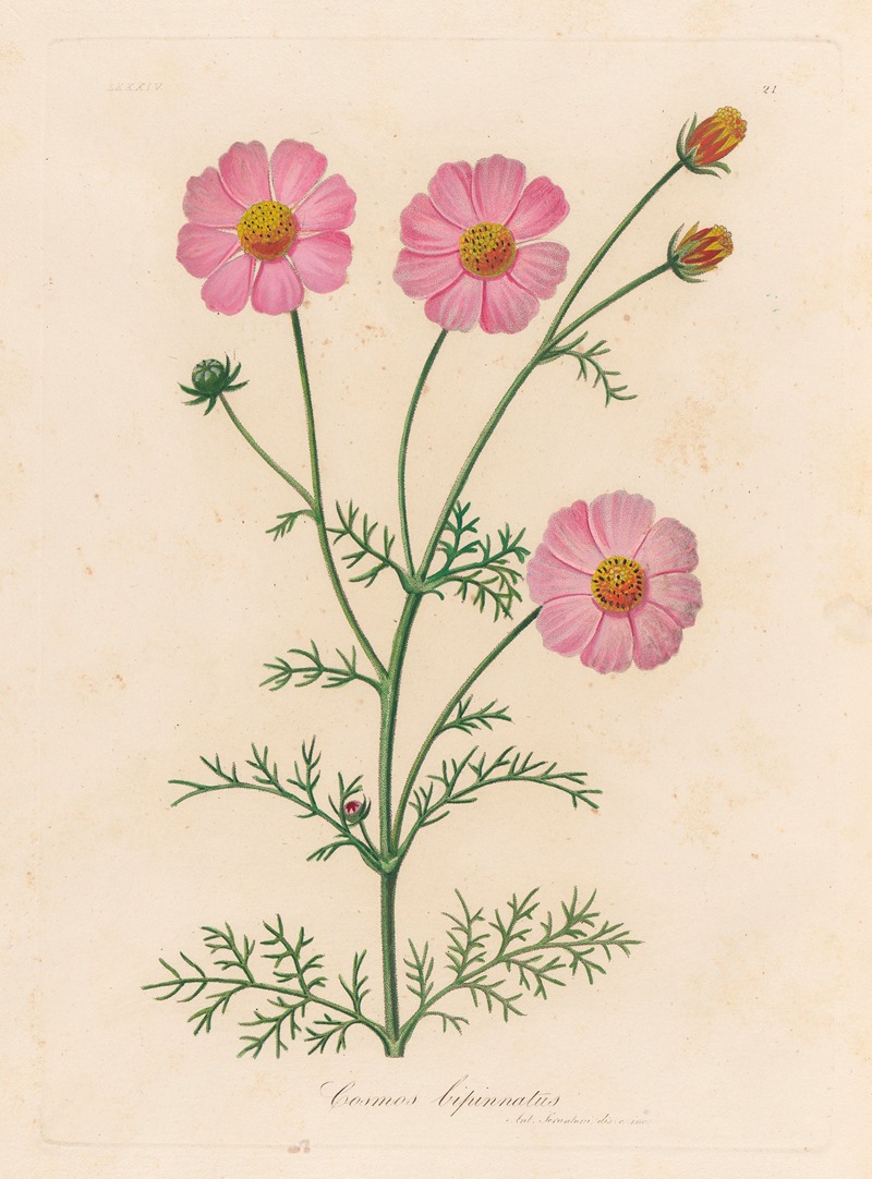 Cosmos bipinnatus by Gaetano Savi, 1818-1824 — digital art print download