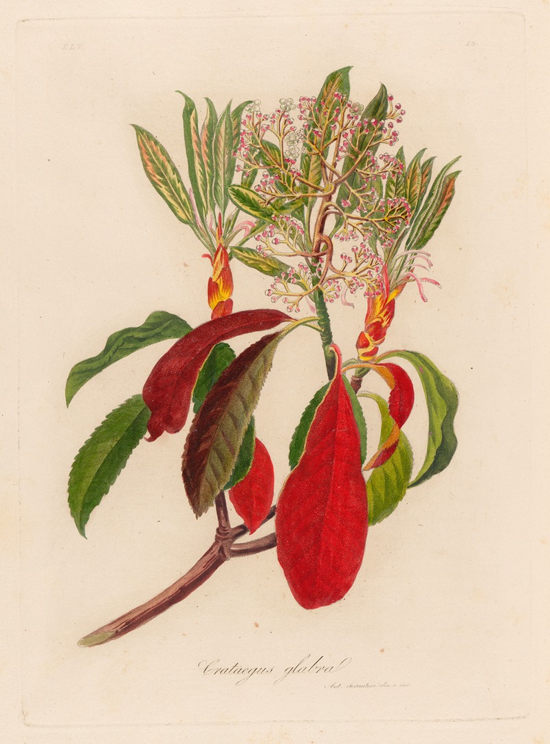 Crateagus glabra by Gaetano Savi, 1818-1824 — digital art print download
