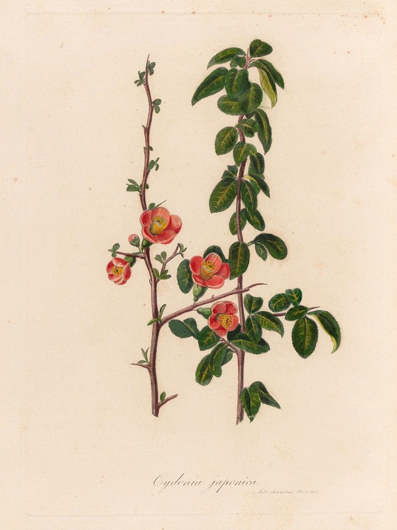 Cydonia japonica — Gaetano Savi