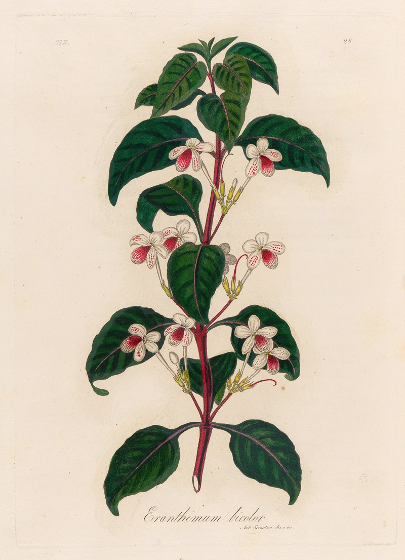 Eranthemum bicolor by Gaetano Savi, 1818-1824 — digital art print download