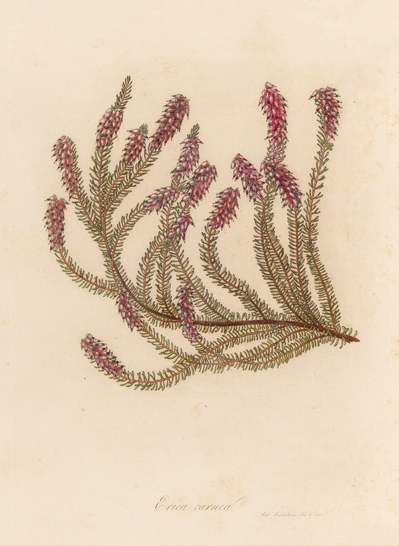 Erica carnea by Gaetano Savi, 1818-1824 — digital art print download