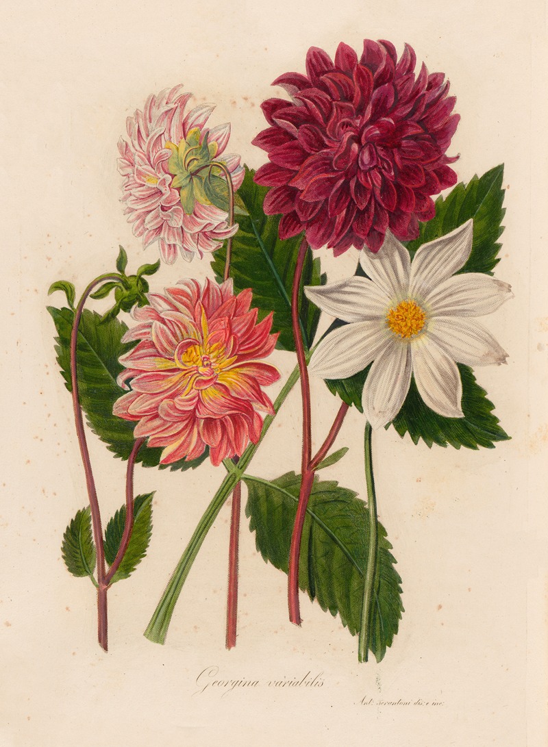 Georgina variabilis by Gaetano Savi, 1818-1824 — digital art print download