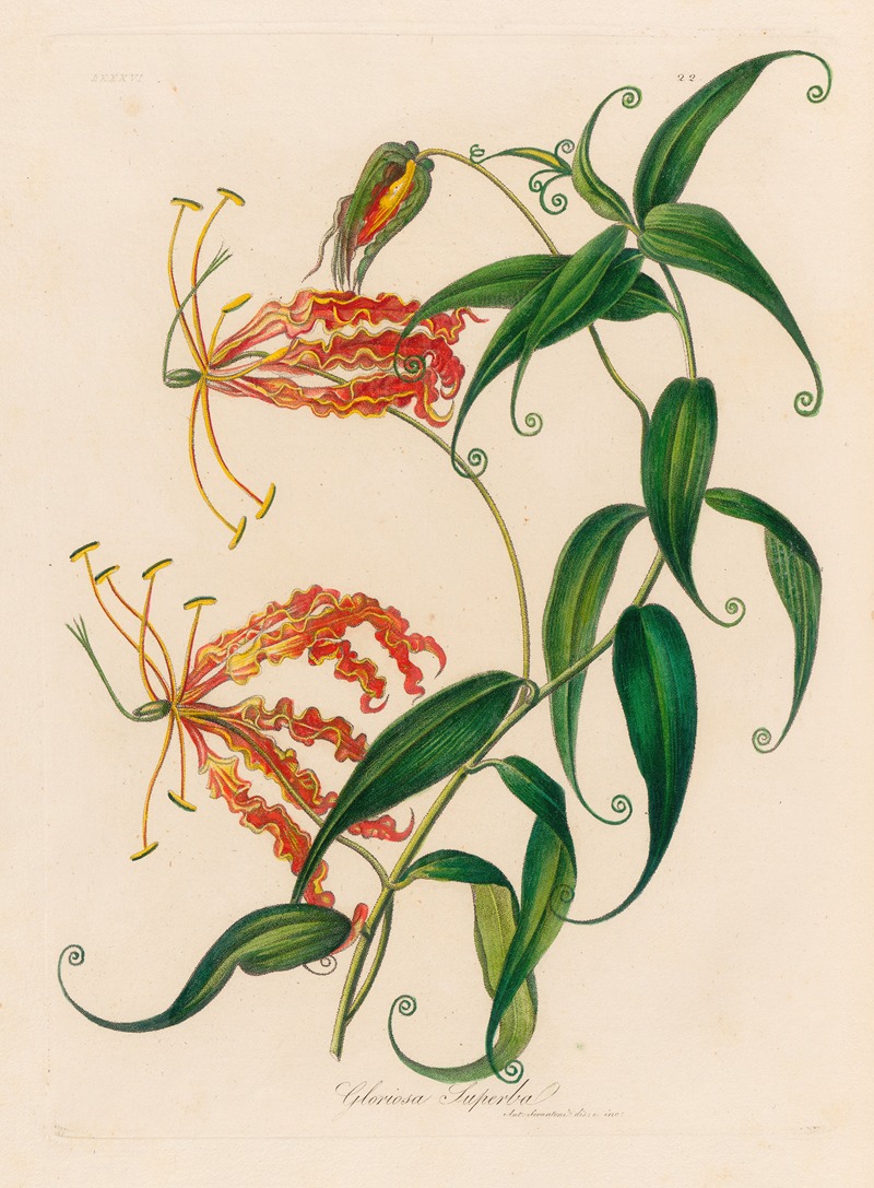 Gloriosa Superba by Gaetano Savi, 1818-1824 — digital art print download