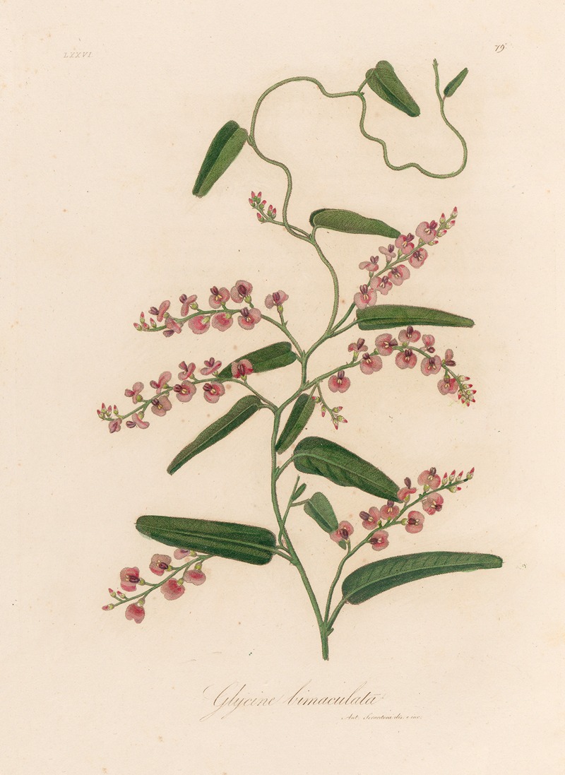 Glycine bimaculata by Gaetano Savi, 1818-1824 — digital art print download
