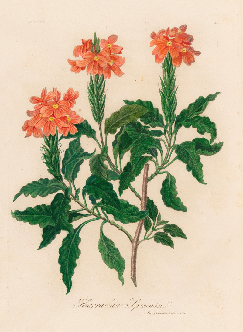 Harrachia Speciosa by Gaetano Savi, 1818-1824 — digital art print download