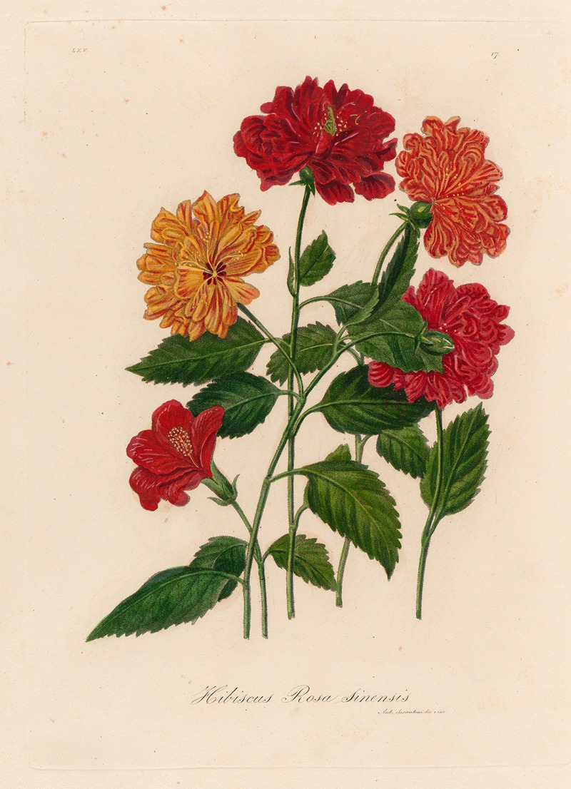 Hibiscus Rosa sinensis by Gaetano Savi, 1818-1824 — digital art print download