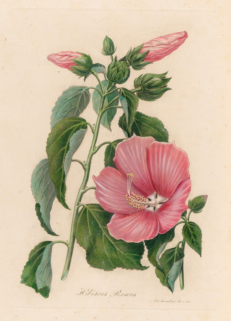 Hibiscus Roseus by Gaetano Savi, 1818-1824 — digital art print download