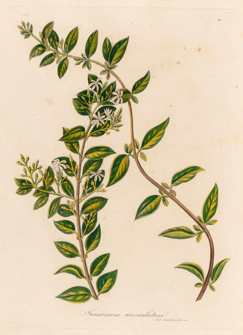 Jasminum auriculatum by Gaetano Savi, 1818-1824 — digital art print download